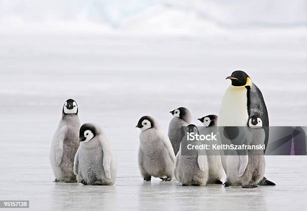 Antarctic Babysitter Stock Photo - Download Image Now - Penguin, Antarctica, Emperor Penguin