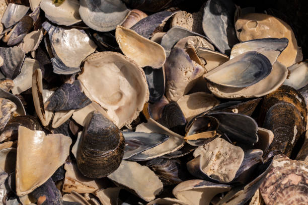 istock close up sea shell in nature 951579146