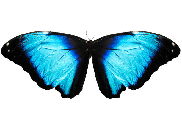 istock tropical blue butterfly with wings lowered. isolated on white 951586456