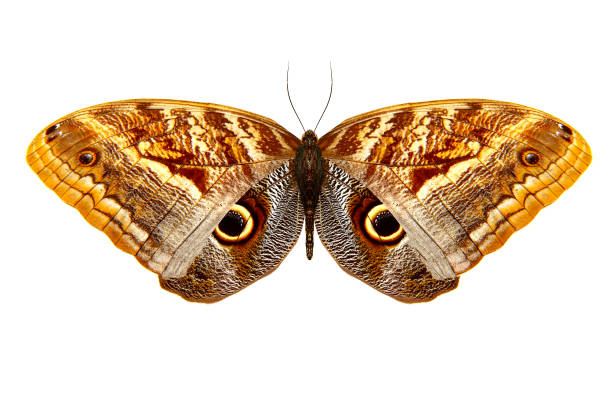 istock tropical brown butterfly with wings lowered. isolated on white 951618594
