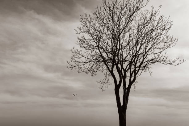 istock close up tree in nature and clouds 951625226