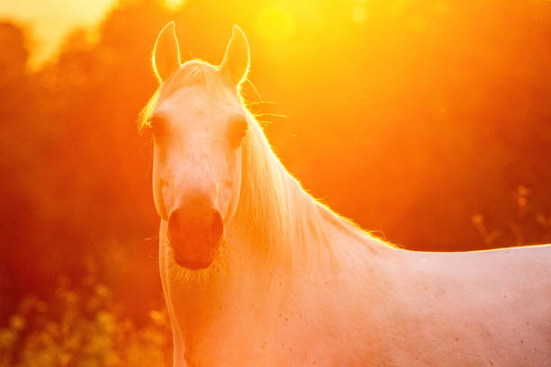 Side view portrait of a grey colored arabian mare