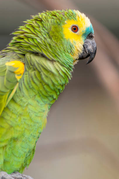 istock Colorful Parrot in dense vegetation 951632266
