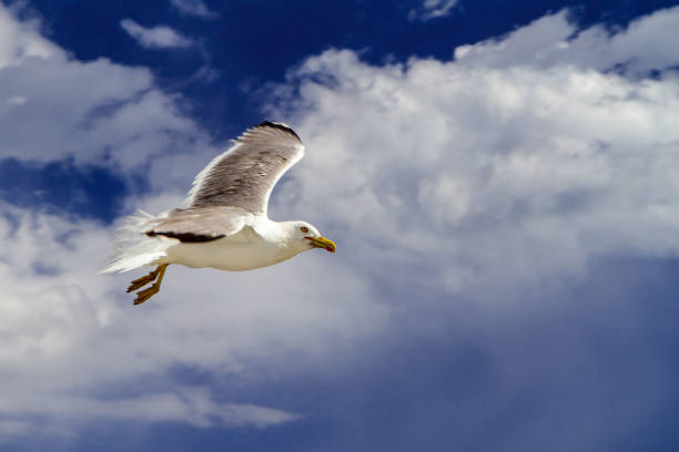 istock Gray gull in the background of white clouds 951633424