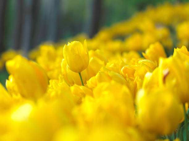 Yellow tulips fields in garden