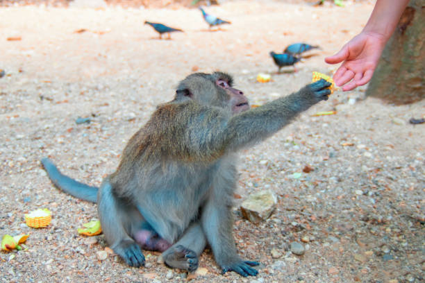 istock Macaque takes corn from a man's hand. Monkey treat delicacy. 951636922