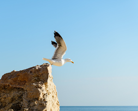 A seagull taking off from a rock over the Mediterranean sea in a midday summer.