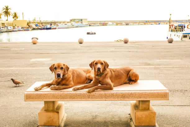 Two waiting Labradors in Imperia, Italy