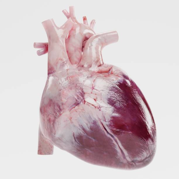 istock Realistic 3d Render of Human Heart 951642848