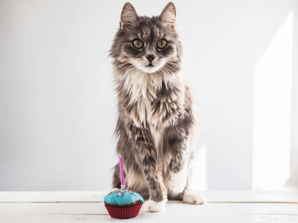 istock Cute kitten and a festive cupcake 951642916