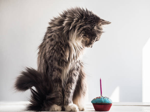 istock Cute kitten and a festive cupcake 951642976