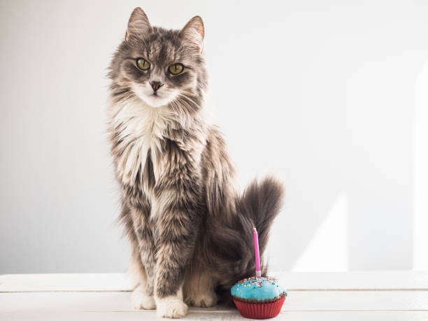 istock Cute kitten and a festive cupcake 951643040