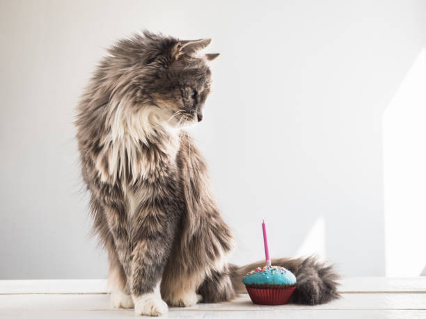 istock Cute kitten and a festive cupcake 951643132