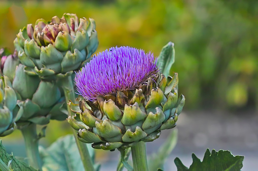 Close-up of organic artichoke (Cynara cardunculus) globes growing on the end of the artichoke plant stalks.\n\nTaken in Castroville, California, USA