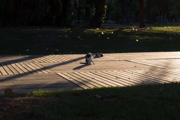 two cats enjoying sunshine on wooden deck