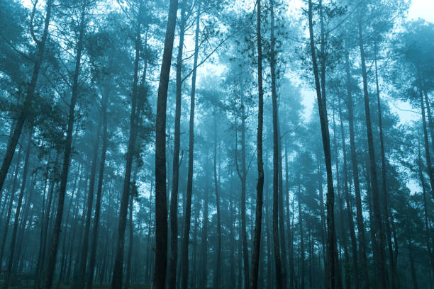 istock forest after rain, beautiful nature 951644790