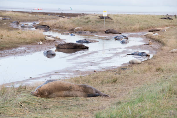 istock Donna Nook, Lincolnshire, UK 951646386