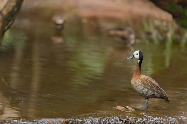 istock Brazilian Wild Fauna 951648054