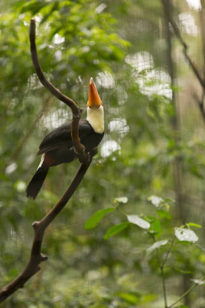 istock Brazilian Wild Fauna 951648056