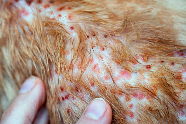 Fingers Pointing On The Disease On Cat Skin Dermatitis In Dog Skin Laminate  And Dog Hair Fallen Stock Photo - Download Image Now - iStock