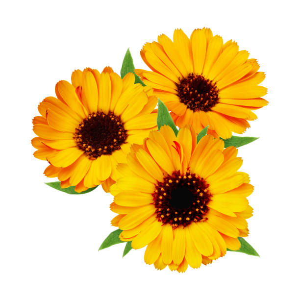istock Composition of calendula flowers 951648706
