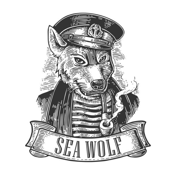 Sea wolf with pipe and ribbon. Sea wolf with pipe and ribbon. Vector engraving vintage illustrations. Isolated on white background. For tattoo, poster, web and label boat captain illustrations stock illustrations