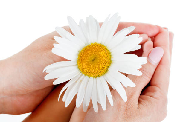 istock Daisy in the hands of the boy and mother. Isolate. 951649896