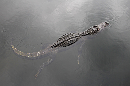 American alligator swimming in a lake, top view, Everglades National Park, Florida The Sunshine State, USA