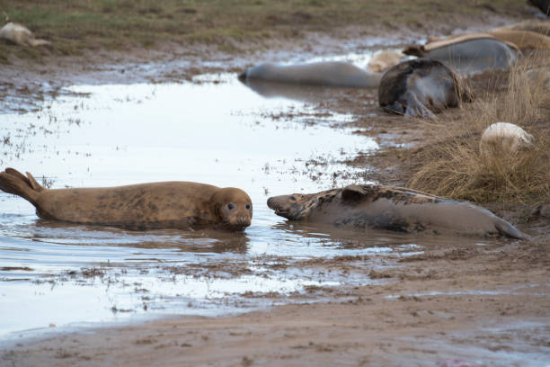 istock Grey Seals, Donna Nook, Lincolnshire, UK 951652518