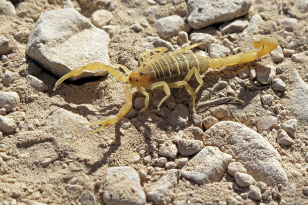 yellow scorpion in the desert, big bend national park, texas, usa - scorpio imagens e fotografias de stock