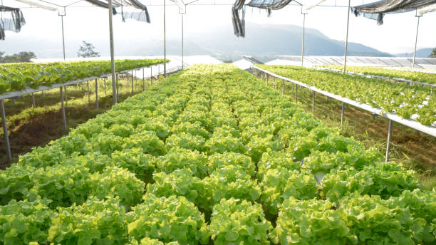 Green lettuce vegetables hydroponic plantation at farm Green lettuce vegetables hydroponic plantation at farm aquaponics photos stock pictures, royalty-free photos & images