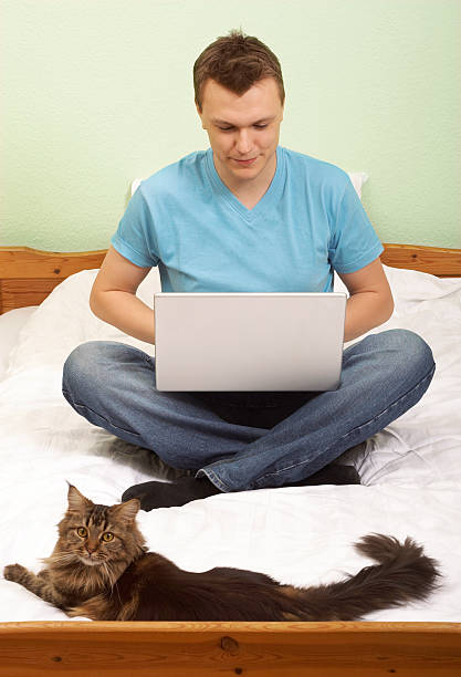 Working in bed with cat  short haired maine coon stock pictures, royalty-free photos & images