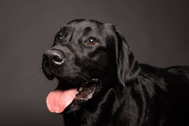 istock black labrador dog portrait . 951654860