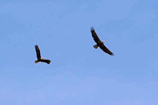 istock Eagles chase each other through the Los Angeles sky 951655000