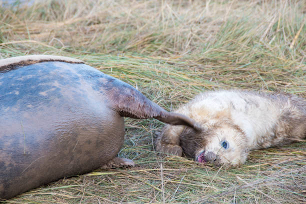 istock Grey Seals, Donna Nook, Lincolnshire, UK 951655250