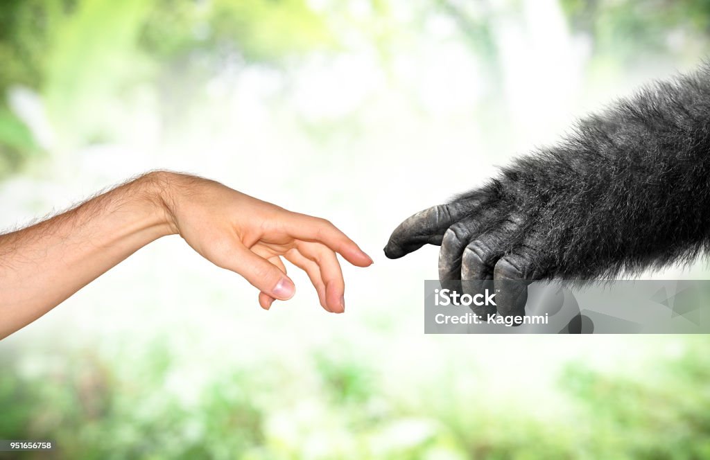 Human and fake monkey hand evolution from primates concept Primate evolution concept of a human hand and a fake monkey hand reaching toward each other. Ape Stock Photo