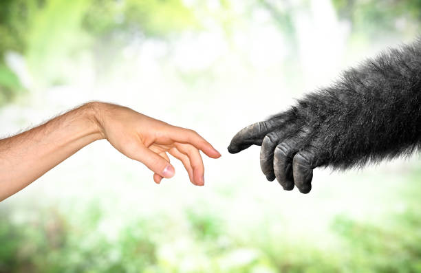 Human and fake monkey hand evolution from primates concept Primate evolution concept of a human hand and a fake monkey hand reaching toward each other. primate stock pictures, royalty-free photos & images