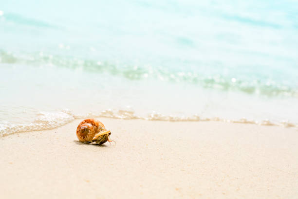 istock lovely little hermit crab on the beautiful beach 951657468
