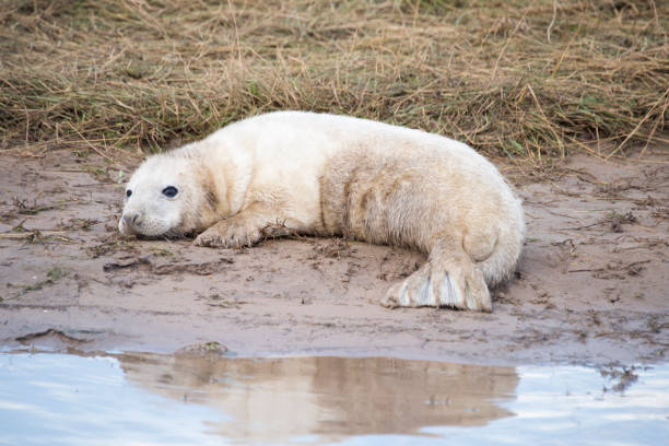 istock Grey seal pup, Donna Nook, Lincolnshire, UK 951659250