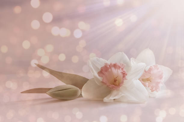 istock Soft, white pink daffodil flower, spring blossom on pastel background with blur lights. romantic floral card, composition 951659602