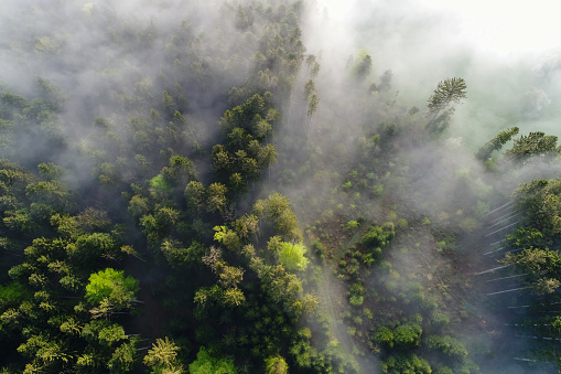 Aerial view Fog clouds pulling on a spring morning in Switzerland through the forest
