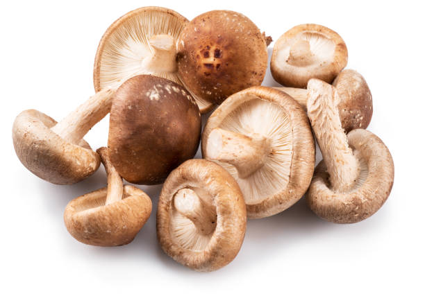 istock Shiitake mushrooms on the white background. 951660336