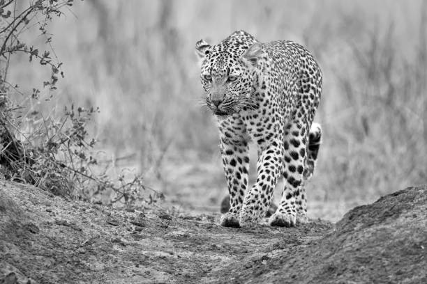 istock Lone leopard walking and hunting in nature during daytime artistic conversion 951661472