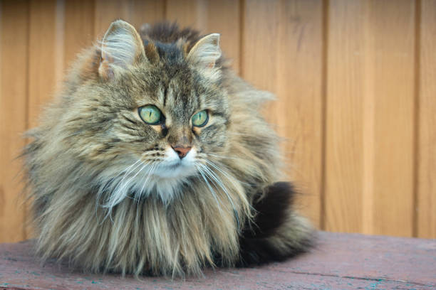 istock the cat lies on the bench 951661586