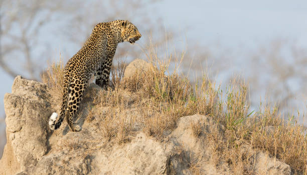 istock Lone leopard sit down resting on an anthill in nature during daytime 951661942