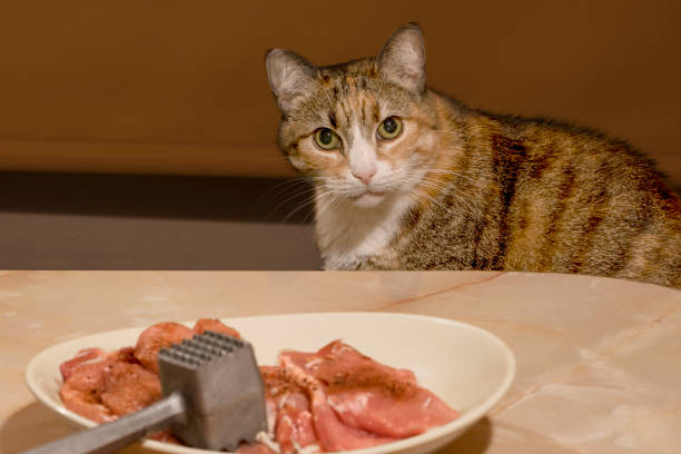 istock Cat peeking on table, looking at some  raw meat in plate 951662202