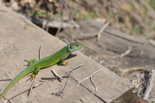 istock European green lizard (Lacerta viridis) warming its body on an April sun 951662432