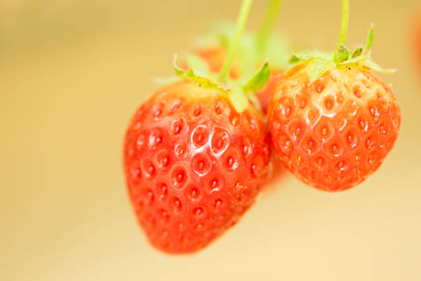 Closeup Strawberry in the farm