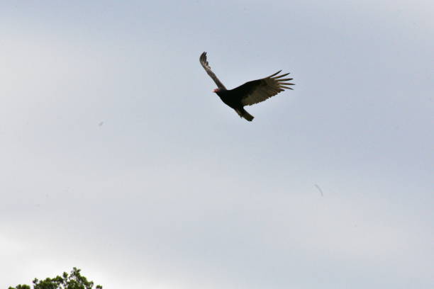 istock Turkey Vulture in the wild 951664108