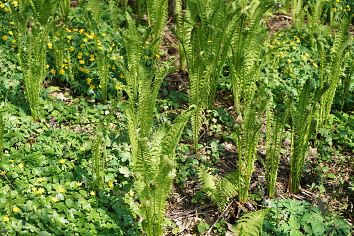 The ostrich fern is a perennial plant with a strong rhizome.